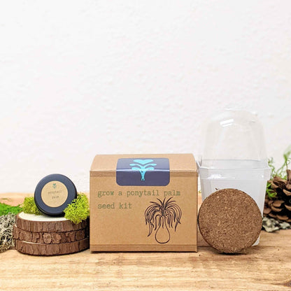 Grow a Ponytail Palm Seed Kit