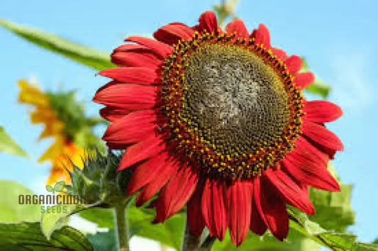 Red Giant Sunflower Seeds