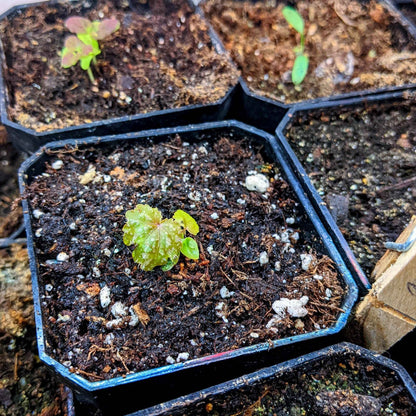 Gryphon Begonia Seeds