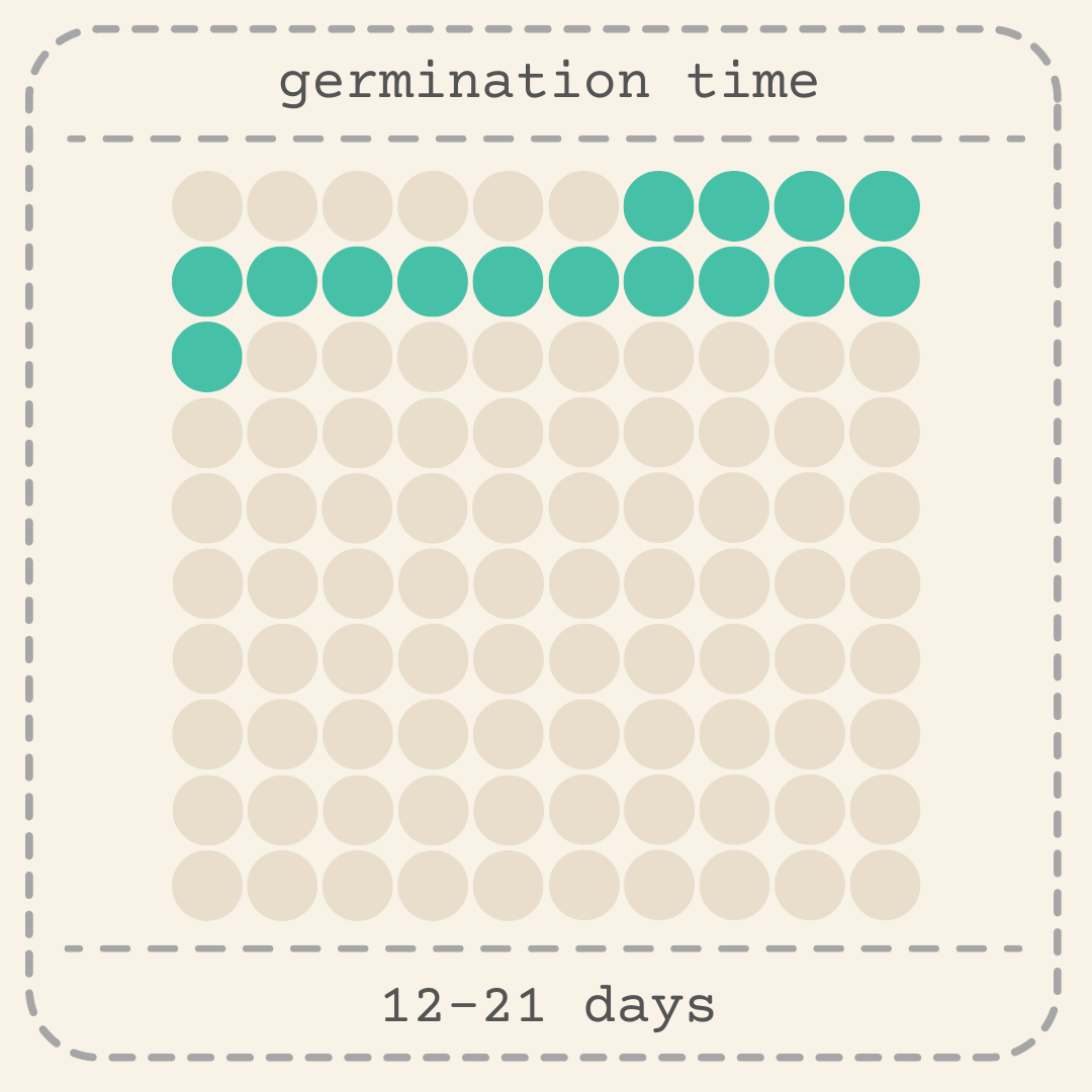 Gryphon Begonia Seeds