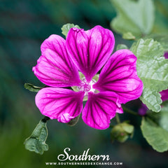French Hollyhock – 25 Seeds