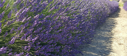 Provence Lavender (Lavandula × intermedia) Live Plant