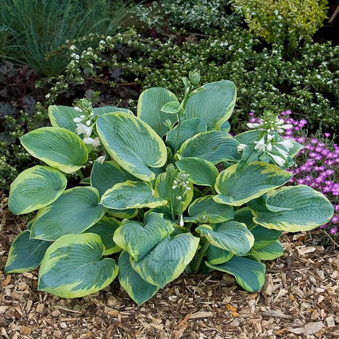 Earth Angel Hosta Seeds