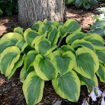 Earth Angel Hosta Seeds