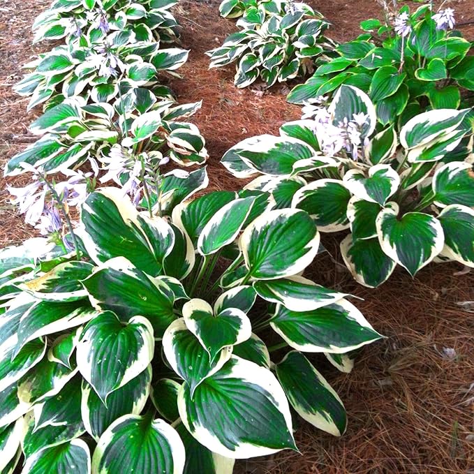 Patriot Hosta Seeds