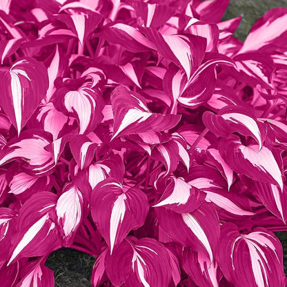 Pink White Variegated Hosta Seeds