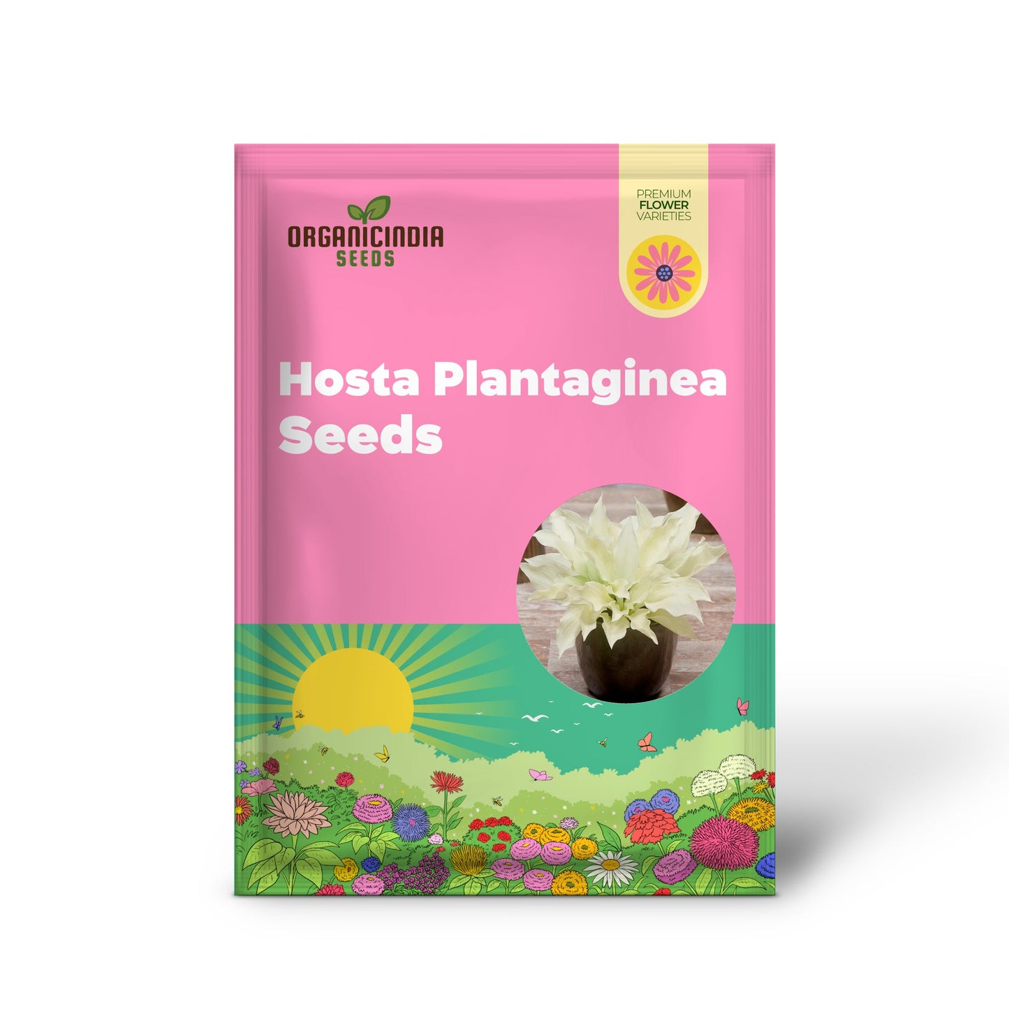 White Feather Hosta Seeds