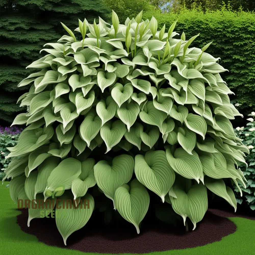 Jardin Perennials Hosta Lily Seeds