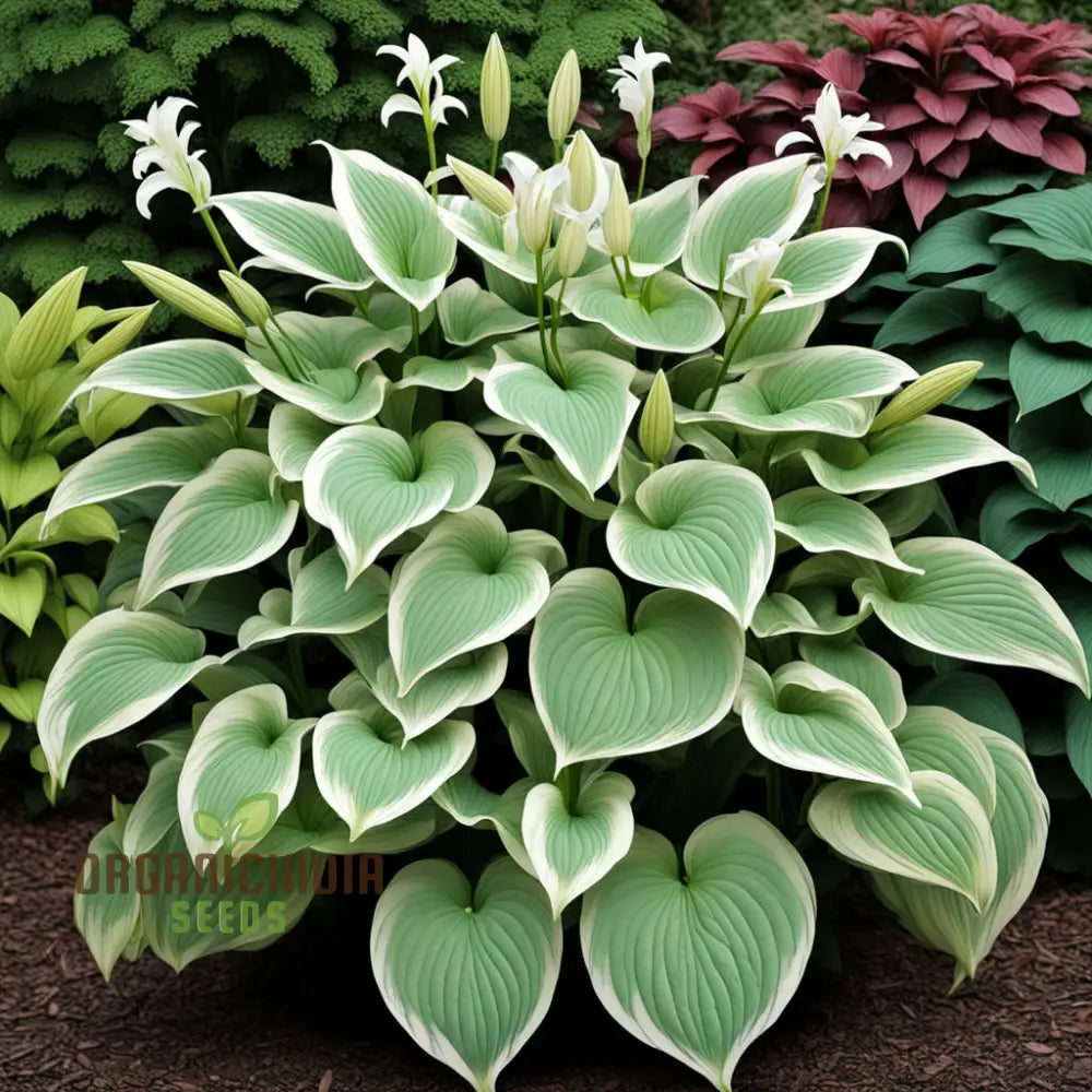 Jardin Perennials Hosta Lily Seeds