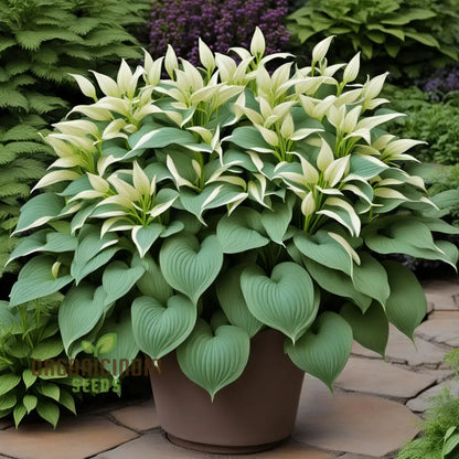 Jardin Perennials Hosta Lily Seeds