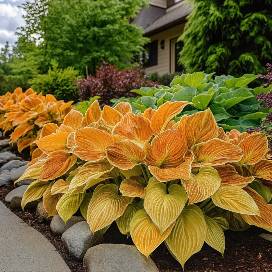 Orange Hosta Plant Seeds