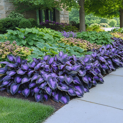 Purple Black Hosta Plant Seeds