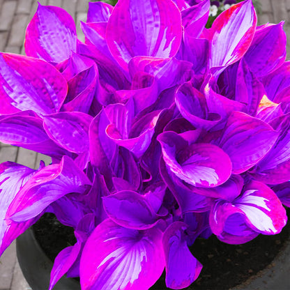 Blue And Purple Hosta Seeds