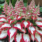 Red and White Hosta Seeds
