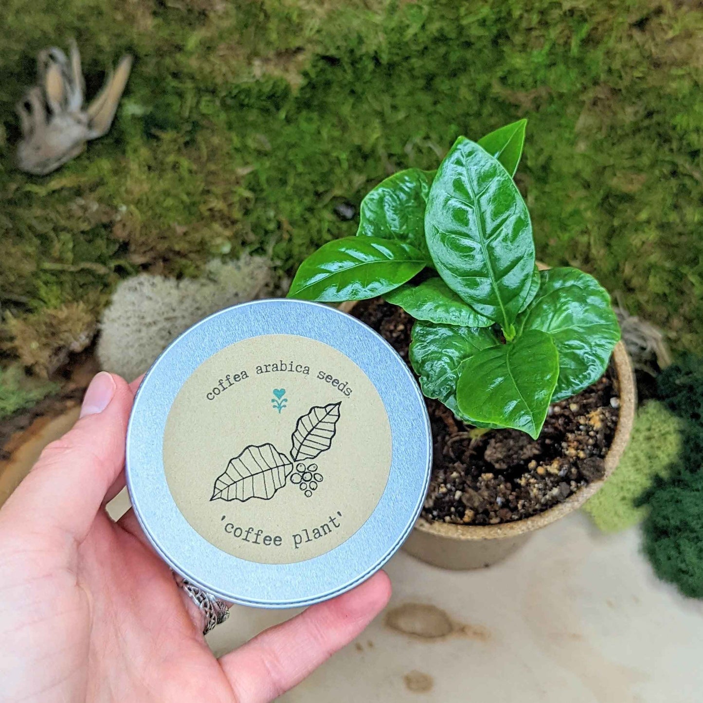 "Houseplant Buff" Houseplant Seed Collection