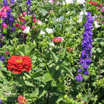 Hummingbird Garden Wildflower Mix (1/4 lb)