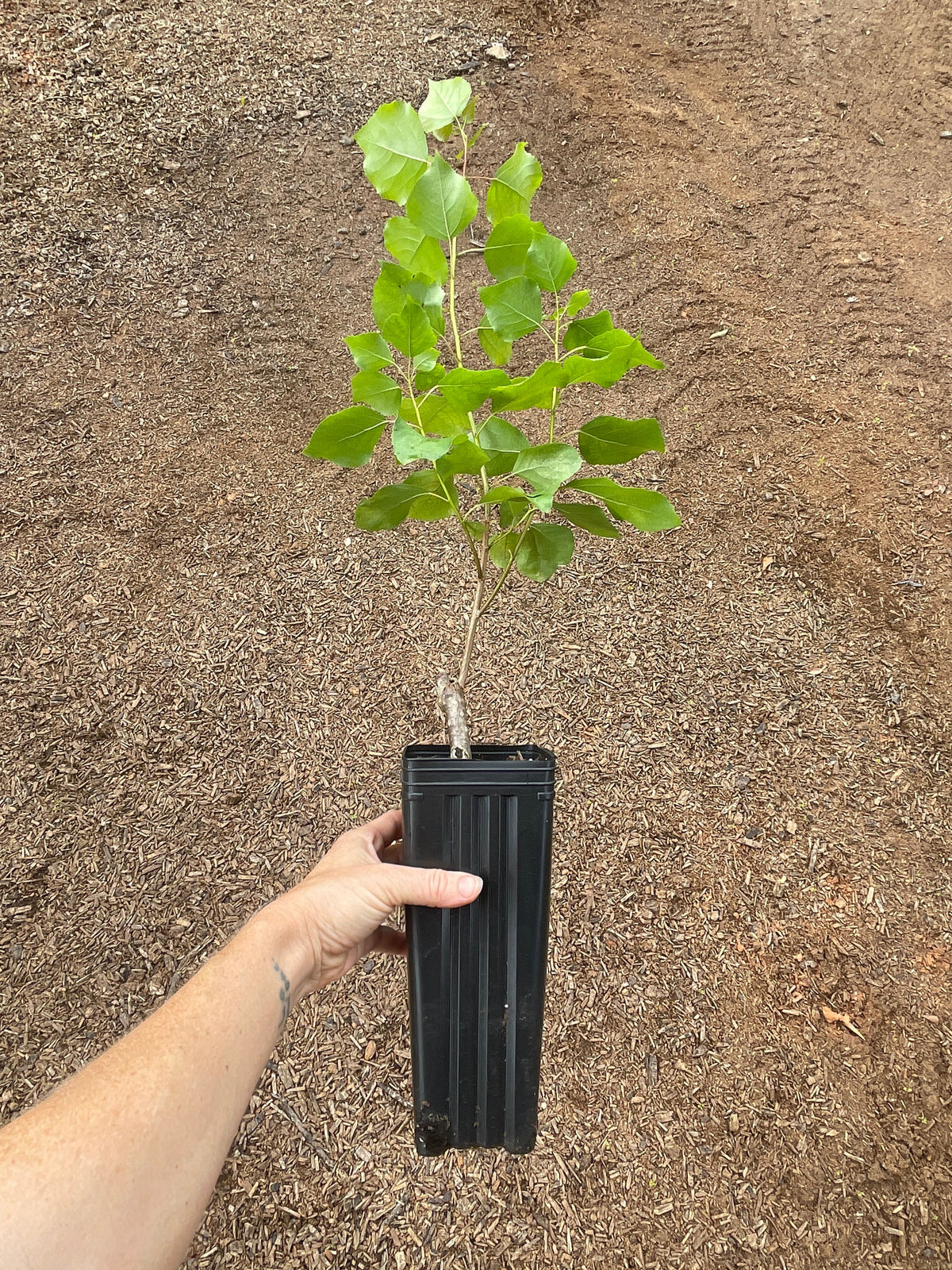 Hybrid Poplar OP-367