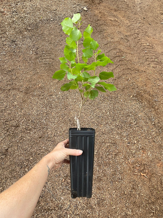 Hybrid Poplar OP-367