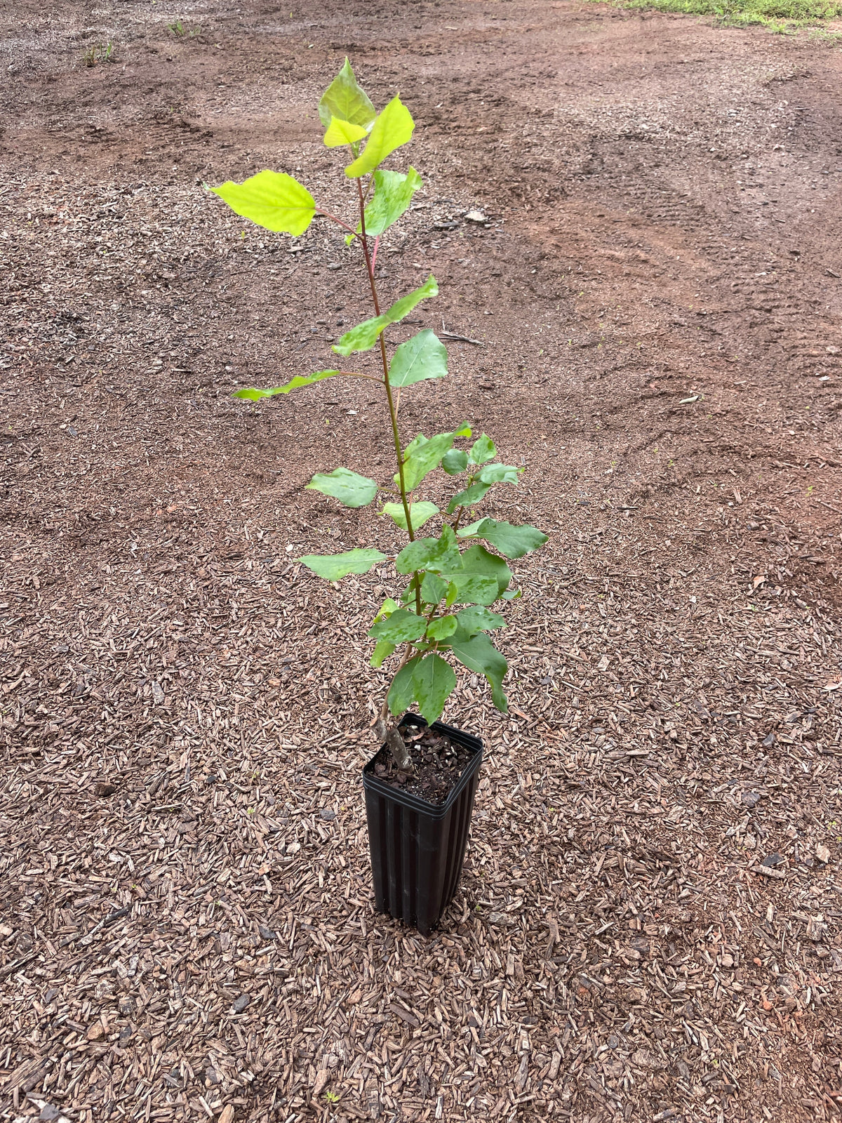 Hybrid Poplar OP-367