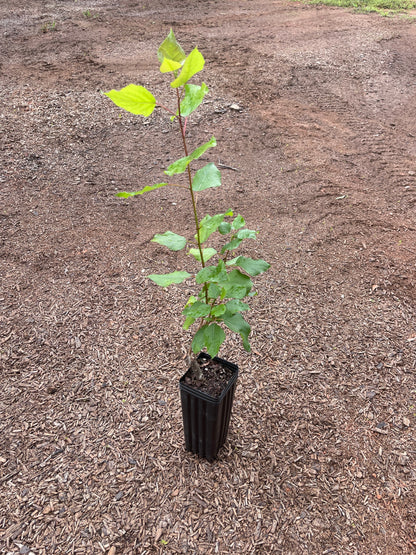 Hybrid Poplar OP-367