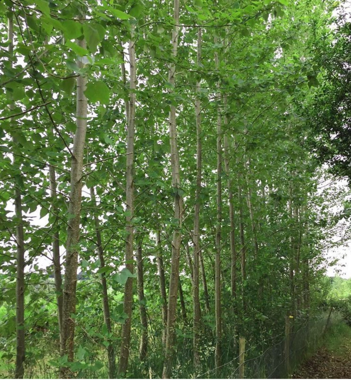 Hybrid Poplar OP-367