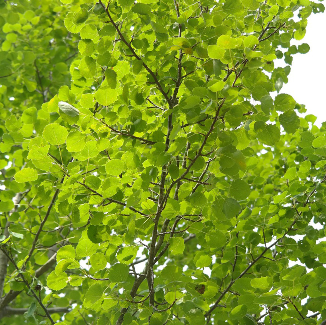 Hybrid Poplar OP-367