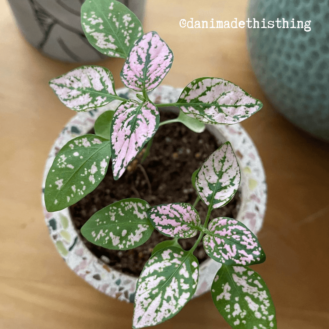 Hypoestes 'Polka Dot Plant' Seeds