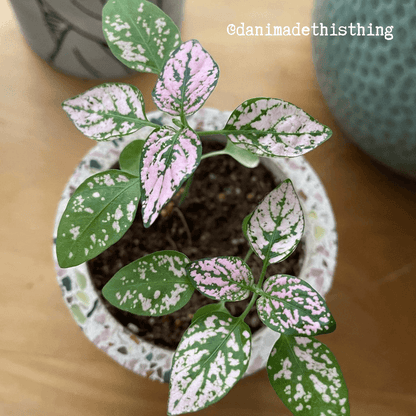 Hypoestes 'Polka Dot Plant' Seeds