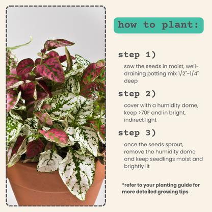 Hypoestes 'Polka Dot Plant' Seeds