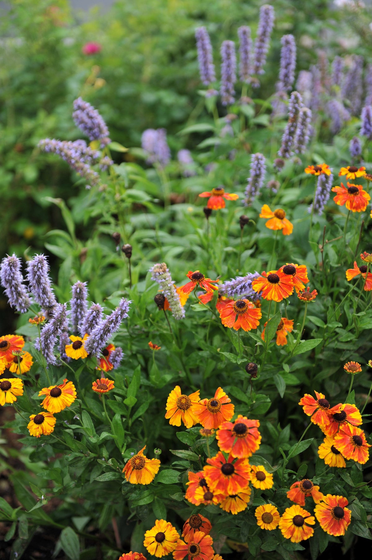 Anise Hyssop (Agastache foeniculum) Seeds – 500 ct