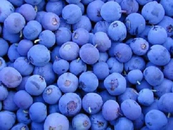 50 Northern HIGHBUSH BLUEBERRY BUSH Vaccinium Fruit Shrub Blue Berry White Flower Seeds