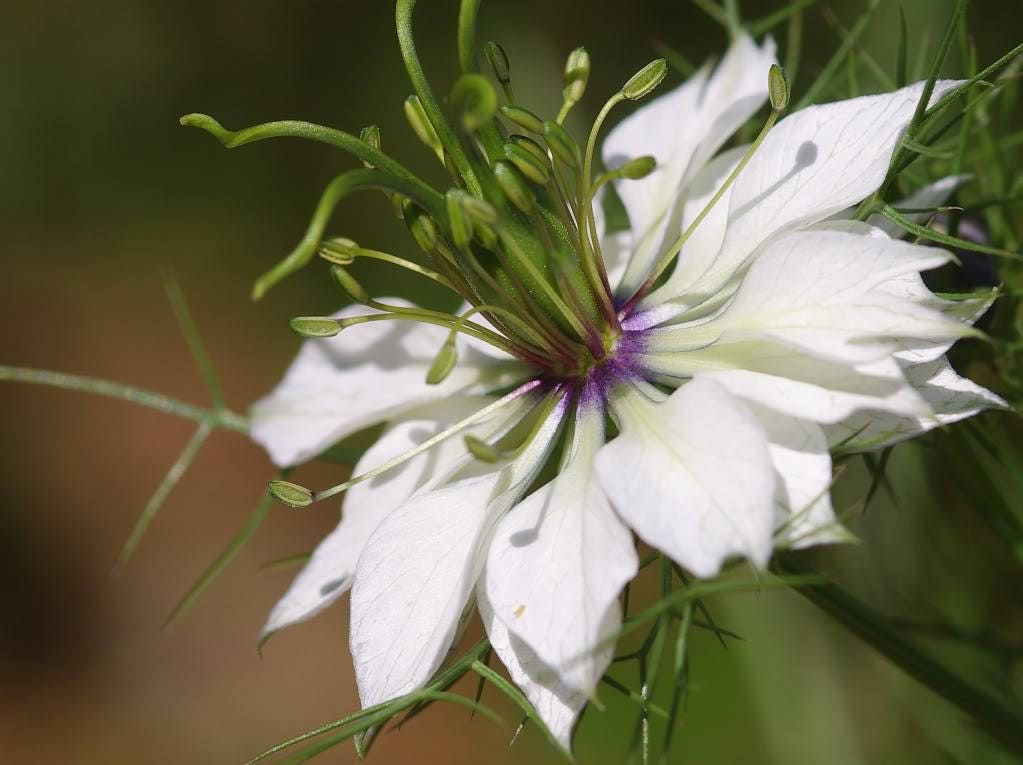 150 NIGELLA Sativa BLACK CUMIN Spice Black Caraway Fennel Flower Herb Seeds