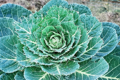 500 Copenhagen Market Early Cabbage (Brassica Oleracea) Seeds