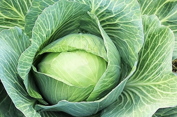 500 Copenhagen Market Early Cabbage (Brassica Oleracea) Seeds