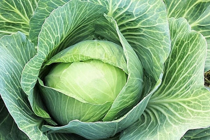 500 Copenhagen Market Early Cabbage (Brassica Oleracea) Seeds