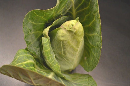 Charleston Wakefield Cabbage (Brassica oleracea var. capitata) Seeds – 300 ct