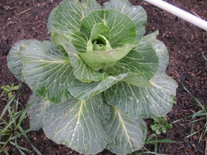 Charleston Wakefield Cabbage (Brassica oleracea var. capitata) Seeds – 300 ct