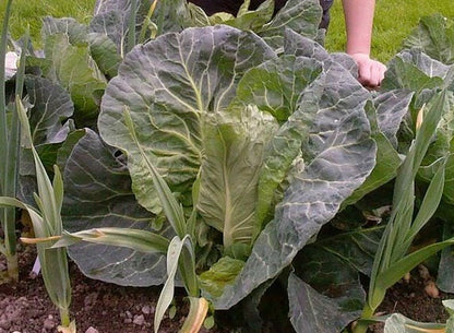 Charleston Wakefield Cabbage (Brassica oleracea var. capitata) Seeds – 300 ct