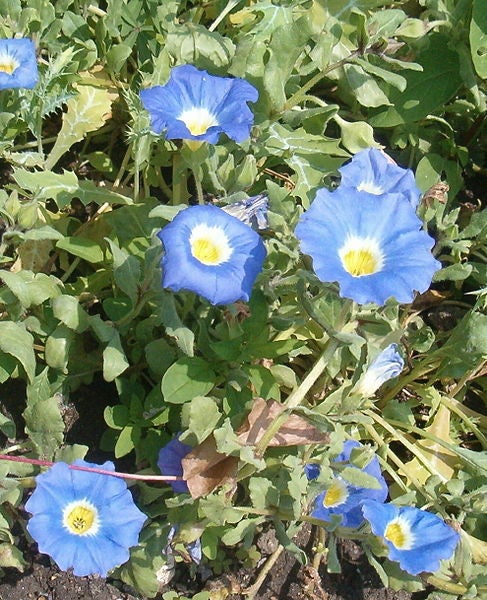 25 Blue Chilean Bellflower (Nolana Paradoxa) Seeds