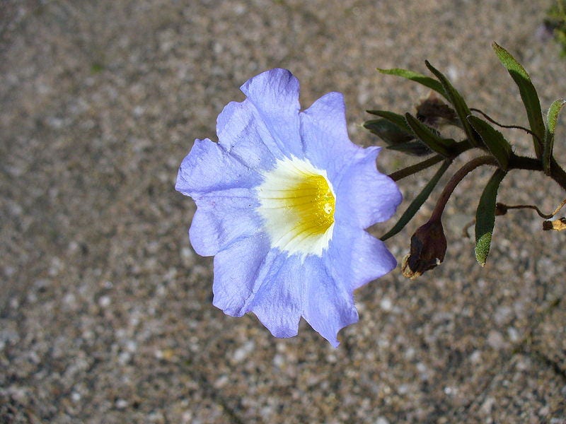25 Blue Chilean Bellflower (Nolana Paradoxa) Seeds