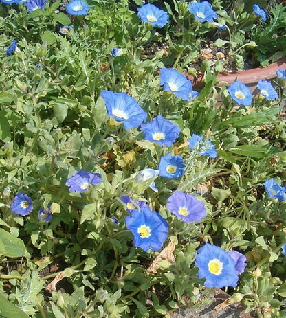 25 Blue Chilean Bellflower (Nolana Paradoxa) Seeds