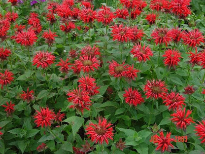 25 BEE BALM MIX Lemon Hummingbird Mint Monarda Didyma Mixed Colors Scarlet, Red, Pink, Purple, Spotted, & Salmon Flower Seeds