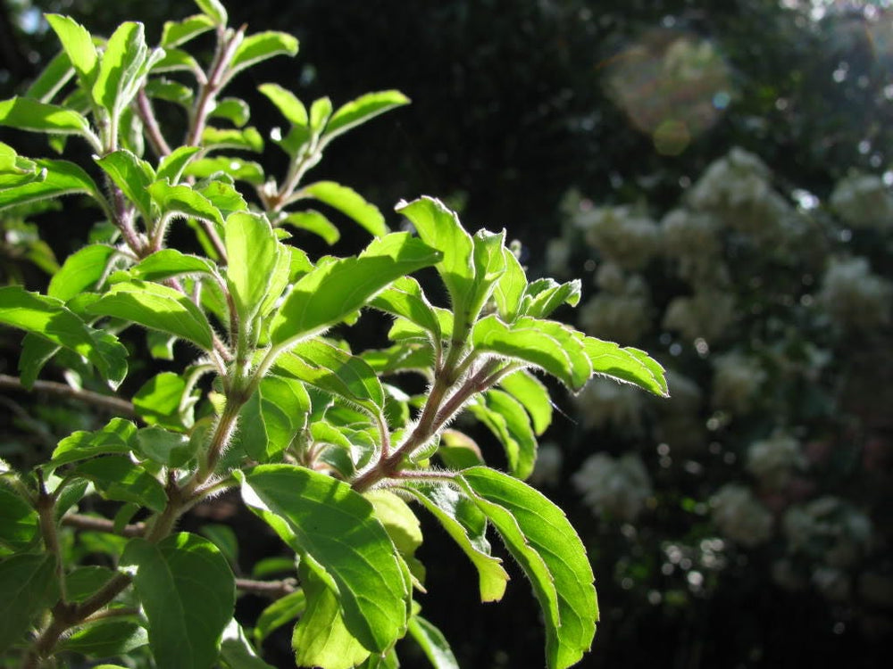 200 Mozzarella Basil (Ocimum Basilicum) Seeds