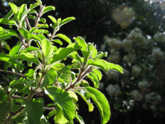 200 Mozzarella Basil (Ocimum Basilicum) Seeds