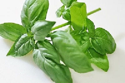 200 Mozzarella Basil (Ocimum Basilicum) Seeds