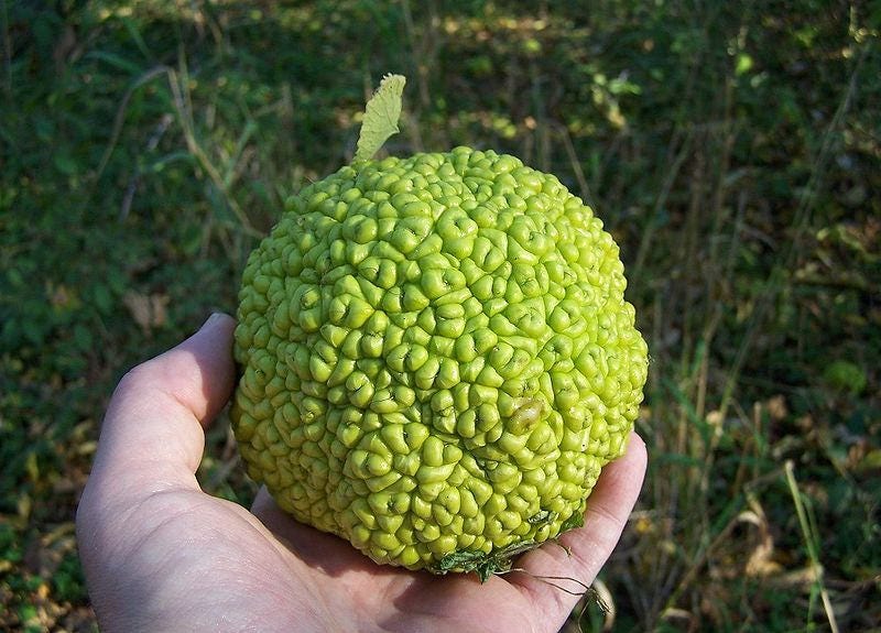 10 HEDGE APPLE Osage Orange Horse Apple Monkey Ball Maclura Pomifera Tree Seeds