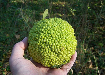 10 HEDGE APPLE Osage Orange Horse Apple Monkey Ball Maclura Pomifera Tree Seeds