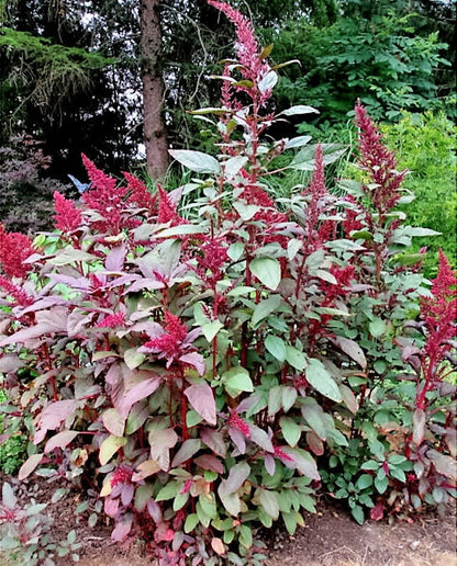 250 BURGUNDY AMARANTHUS Hypochondriacus Amaranth Grain Vegetable Flower Seeds