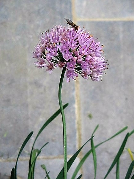 100 Prairie Onion (Allium Stellatum) Seeds