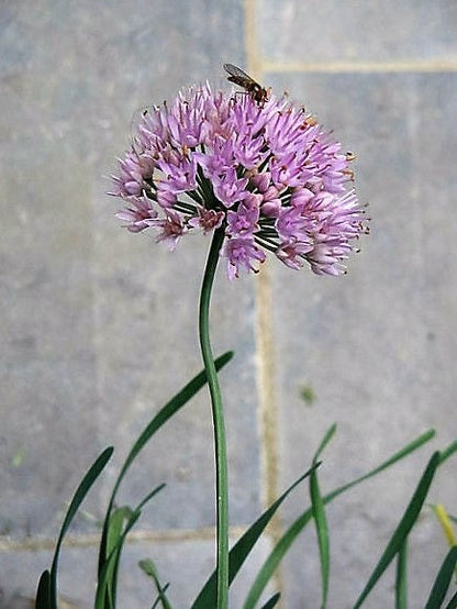 100 Prairie Onion (Allium Stellatum) Seeds